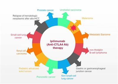 Adverse Events Following Administration of Anti-CTLA4 Antibody Ipilimumab